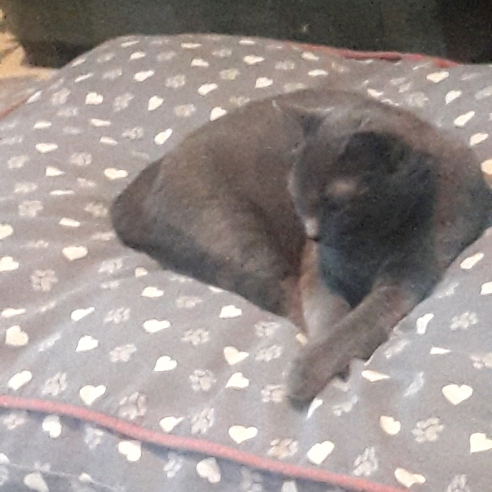 Meet your Posher, Doreen